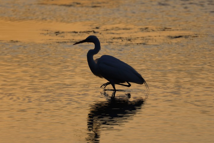 Great egret
