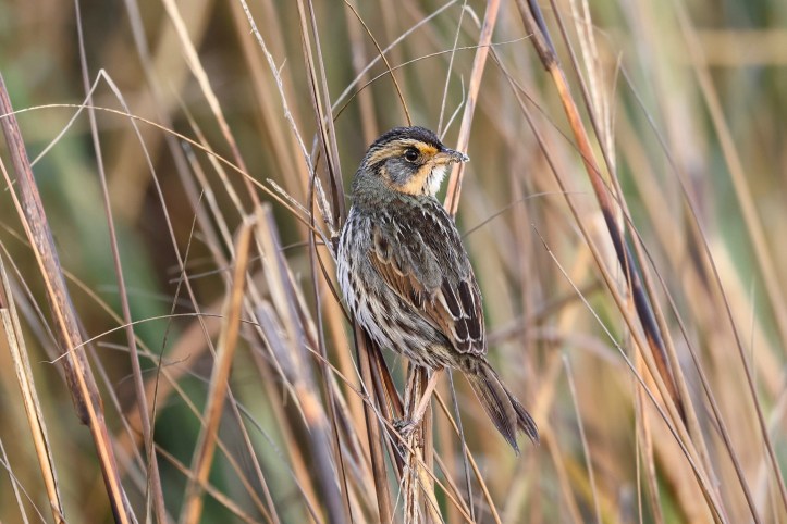 Saltmarsh sparrow