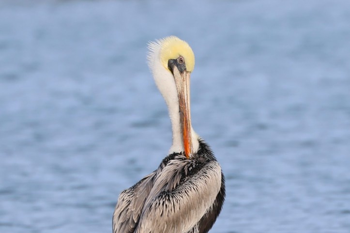 Brown pelican