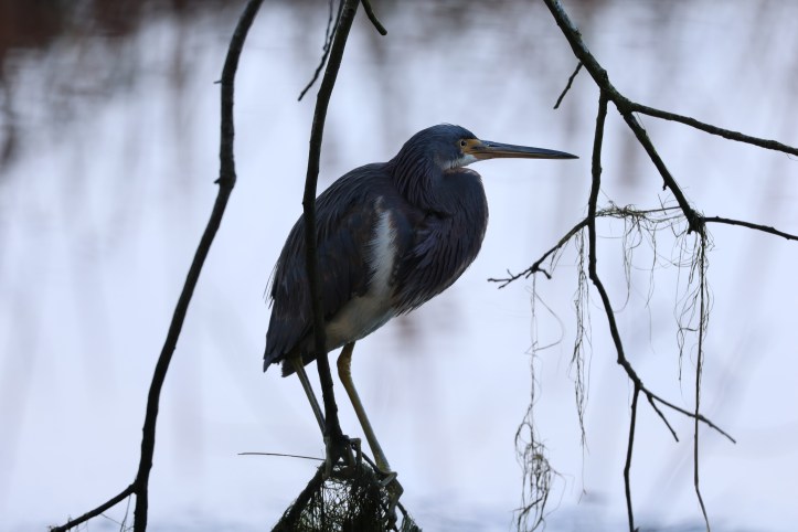 Tricolored heron