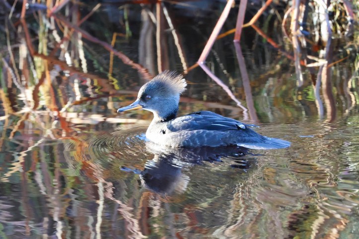 Hooded merganser