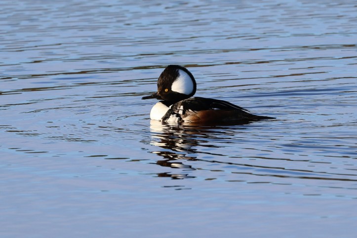 Hooded merganser