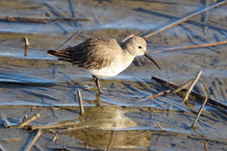 Dunlin