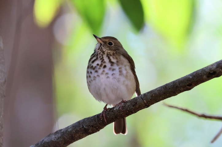 Hermit thrush