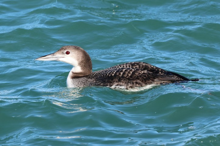 Common loon