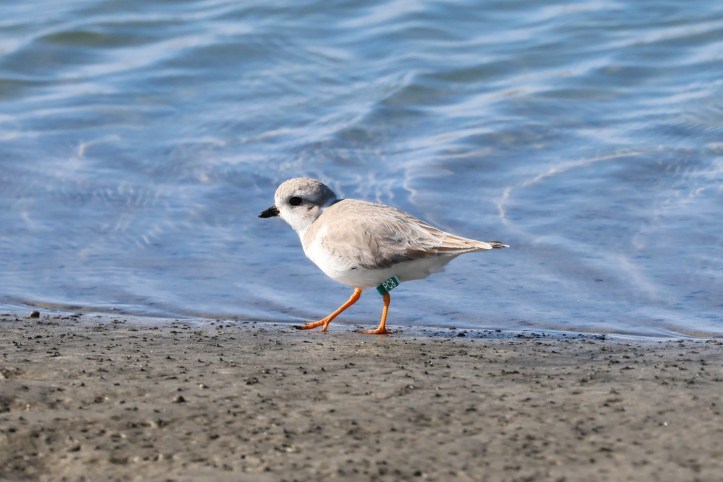 Piping plover
