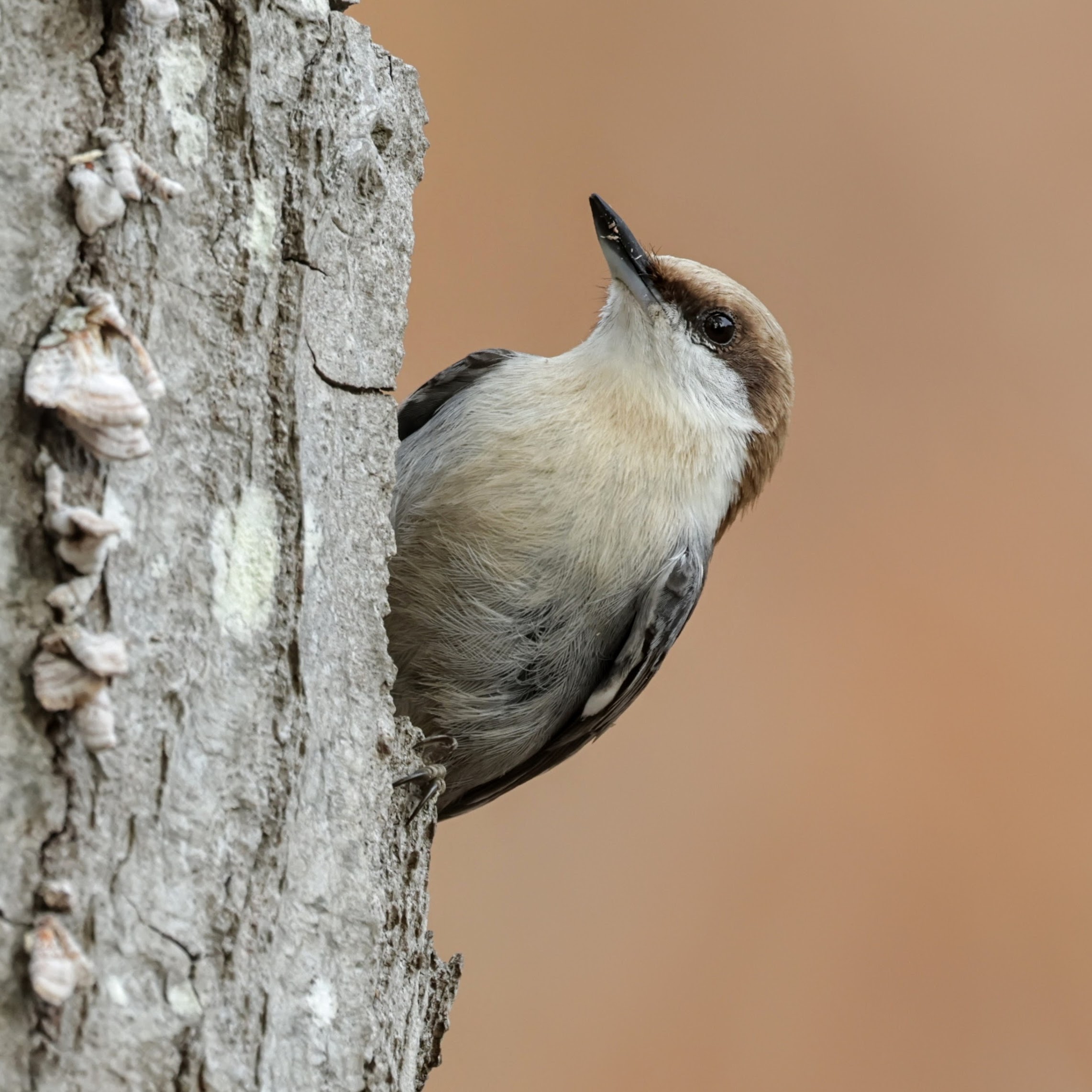 Brown-headed nuthatch - Blue Plover Cafe
